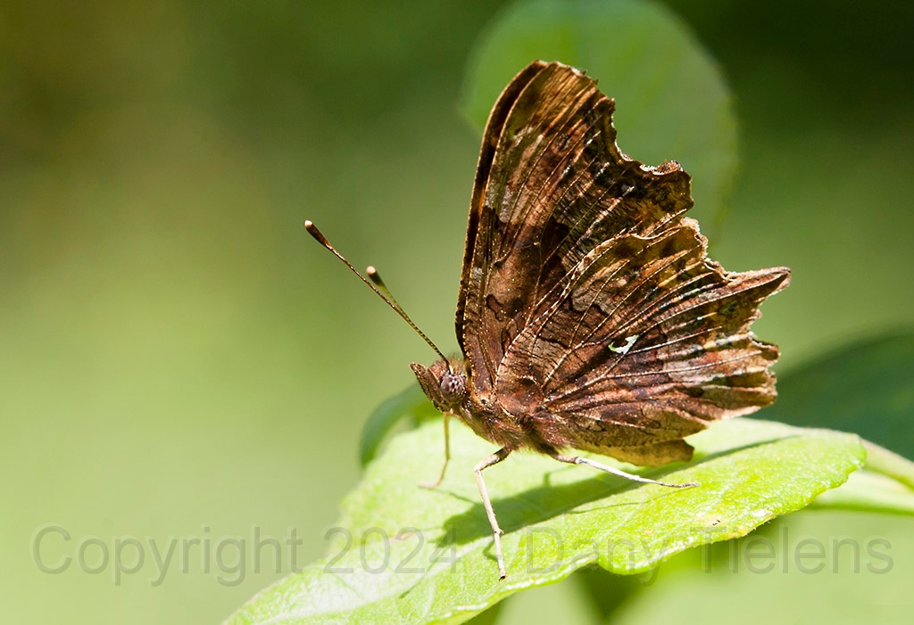C - vlinder-01.jpg